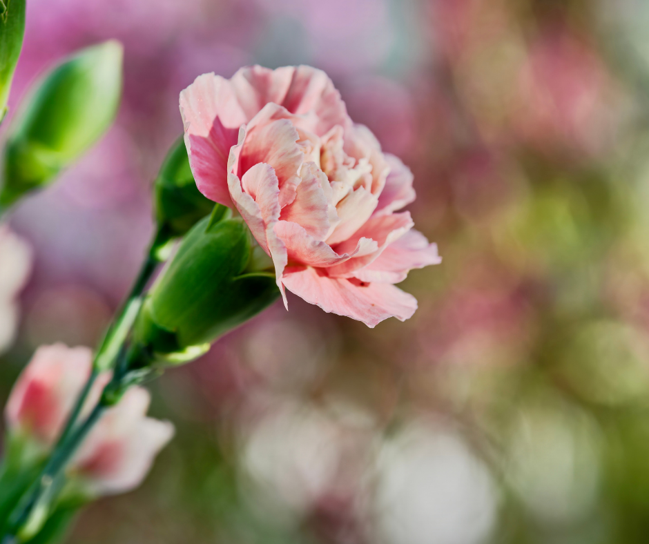 Carnation Wholesaler - Buy Fresh Carnations | Florca