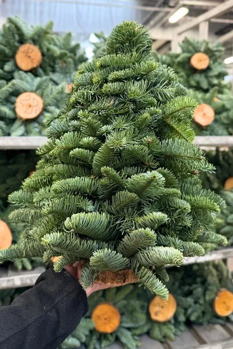 November 24 Tree Plant of the month for November: Christmas tree