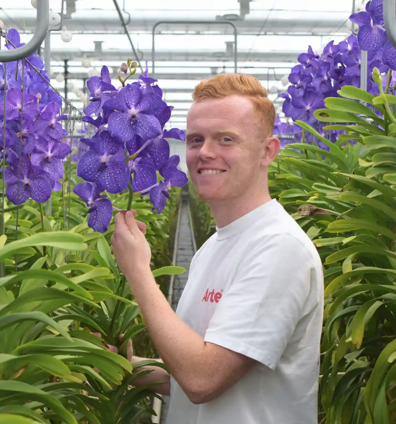 Vanda Starter Roots Vanda: a powerful orchid with aerial roots and radiance
