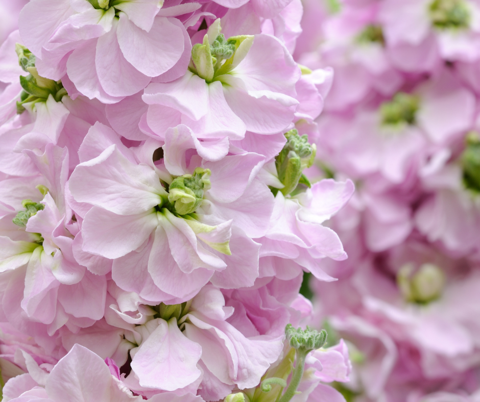 Matthiola wholesale - Buy fresh matthiola | Florca