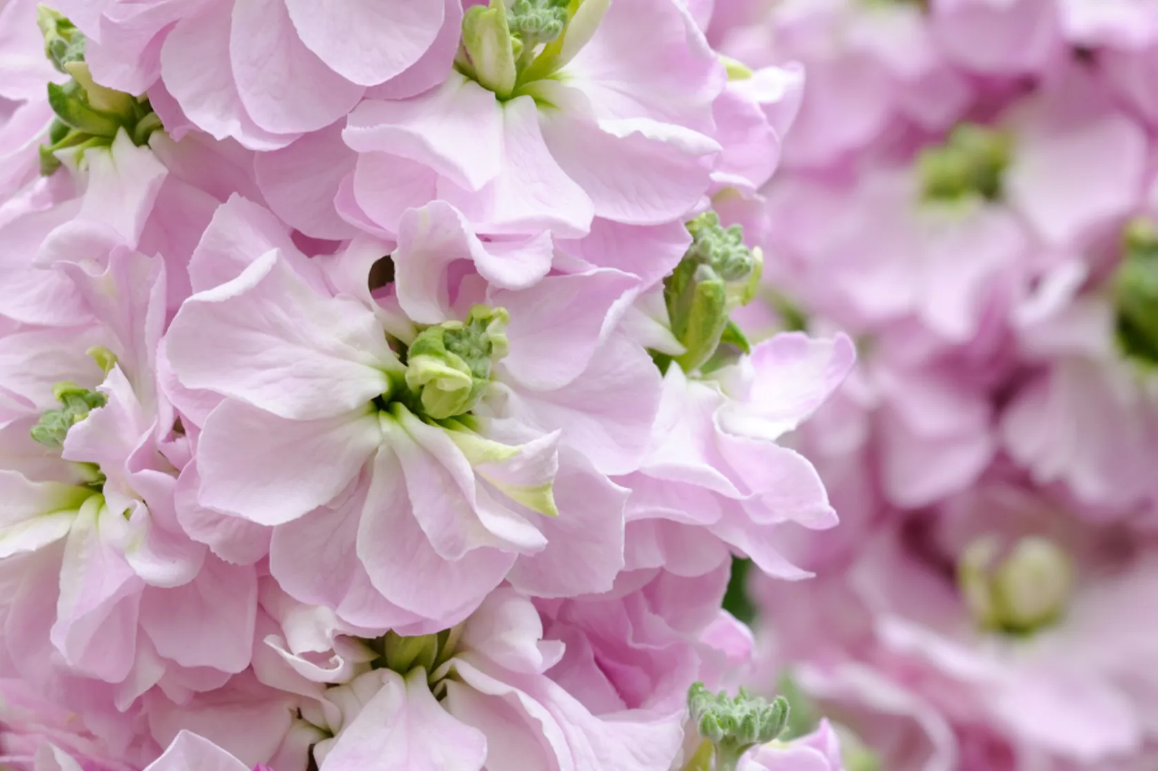 Matthiola wholesale - Buy fresh matthiola | Florca