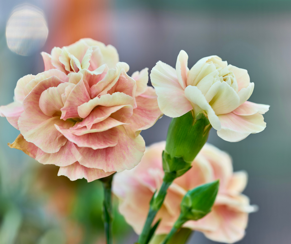 Carnation wholesale - Buy fresh carnations | Florca