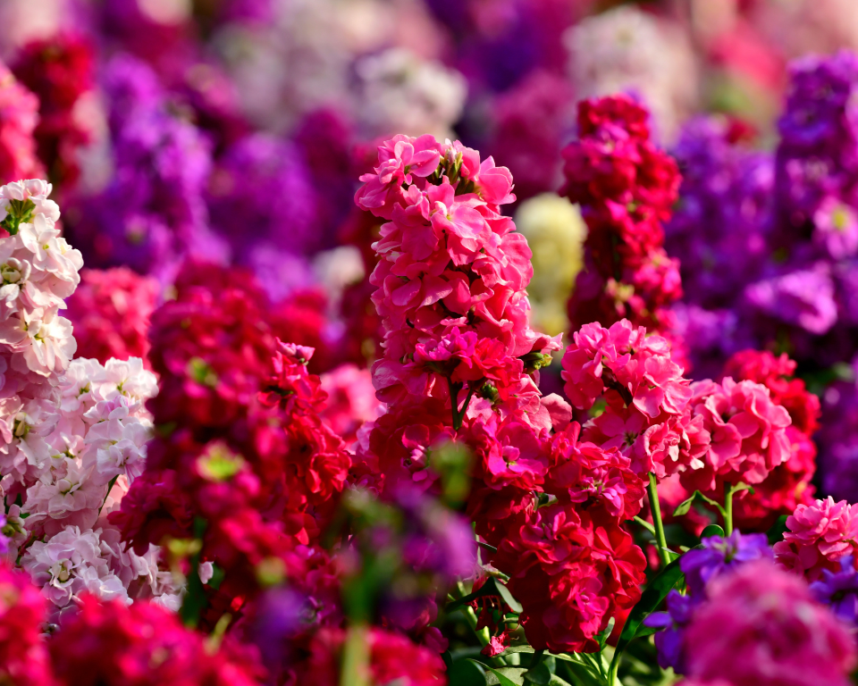 Matthiola wholesale - Buy fresh matthiola | Florca