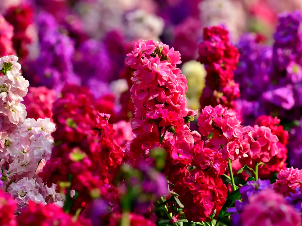 Matthiola wholesale - Buy fresh matthiola | Florca