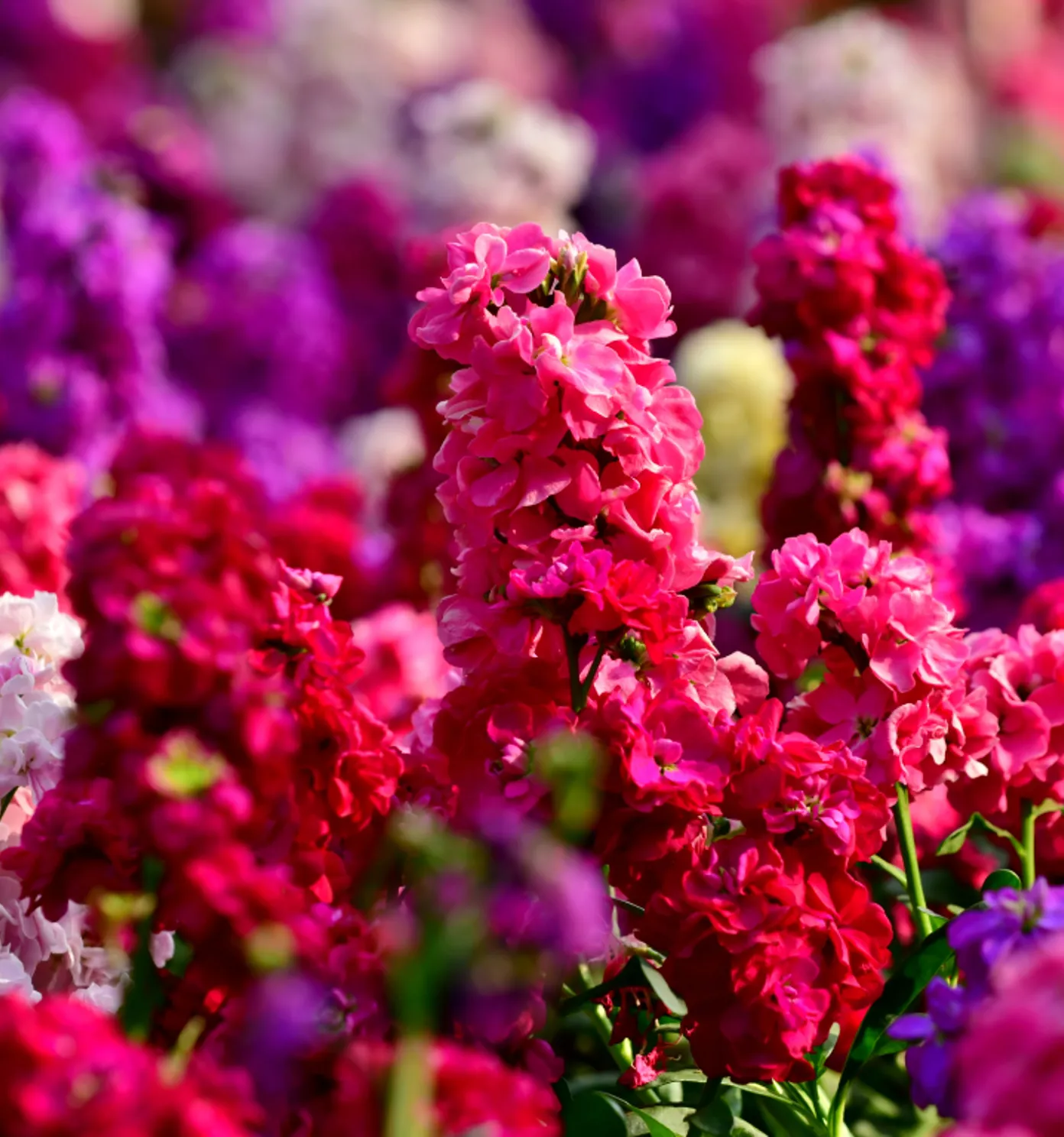 Matthiola wholesale - Buy fresh matthiola | Florca