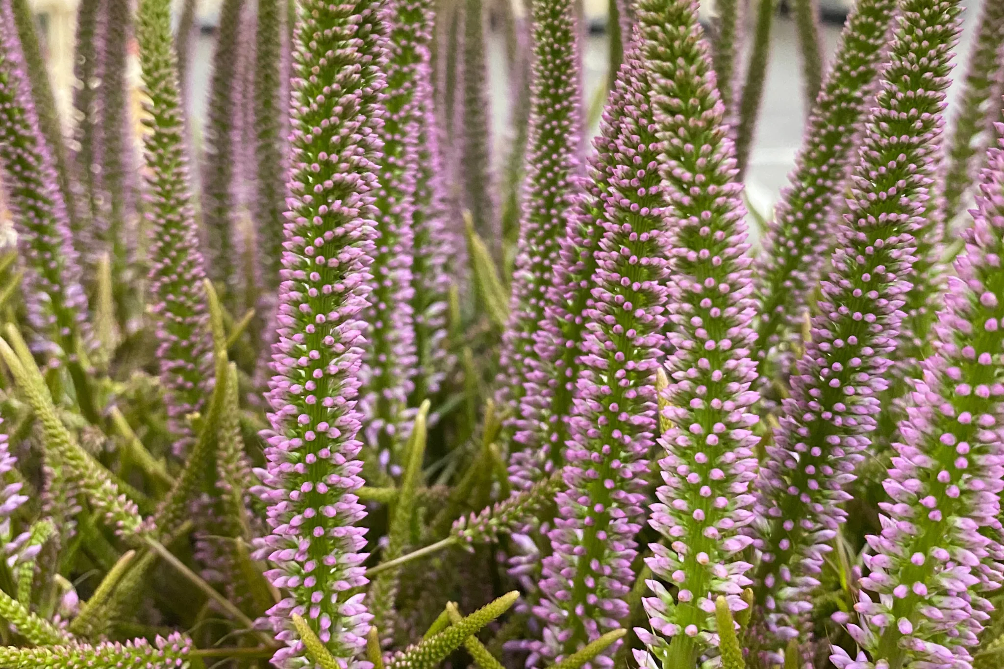 Veronica wholesale - Buy fresh veronica | Florca