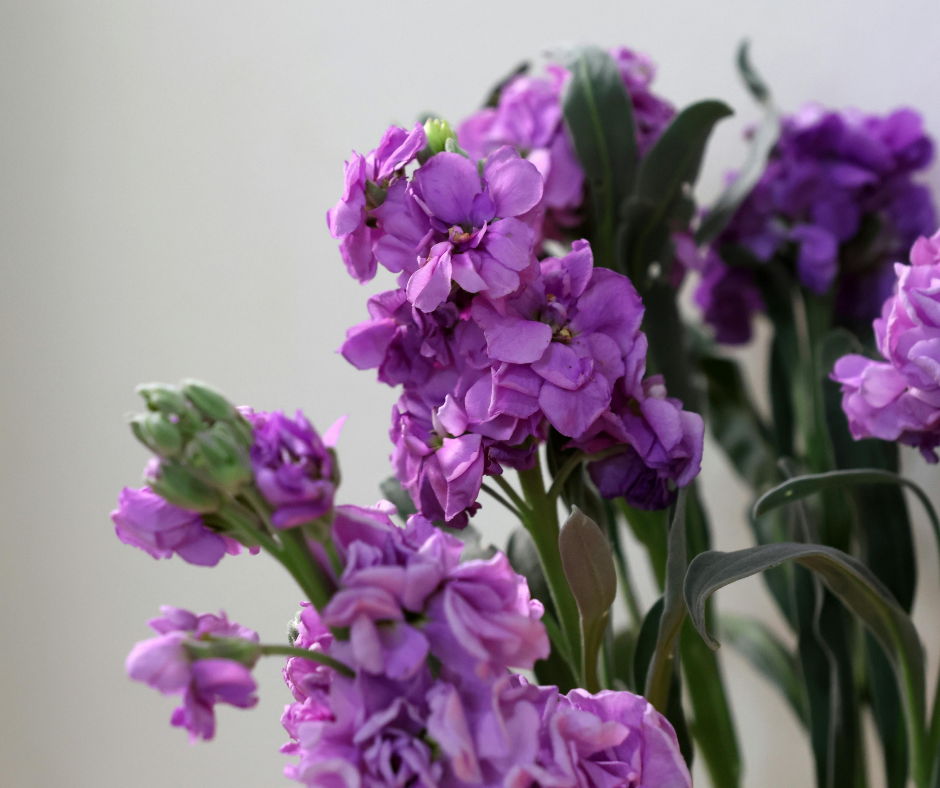 Matthiola wholesale - Buy fresh matthiola | Florca