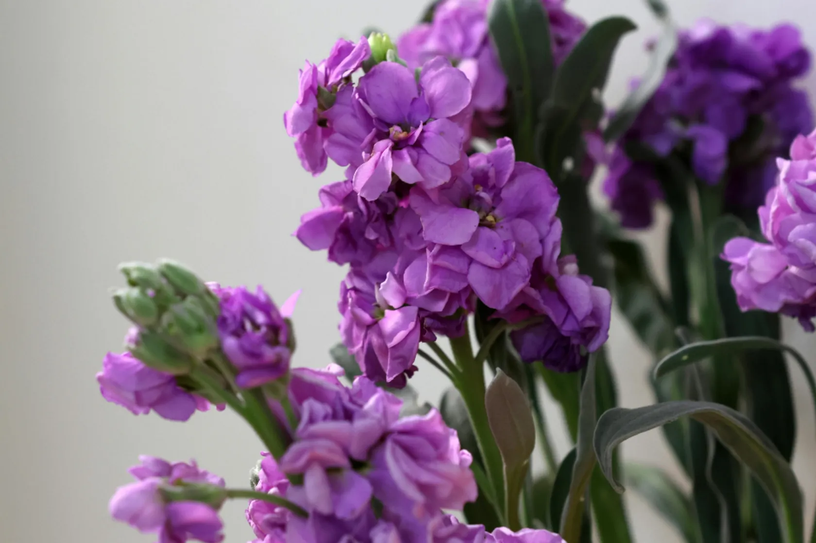Matthiola wholesale - Buy fresh matthiola | Florca