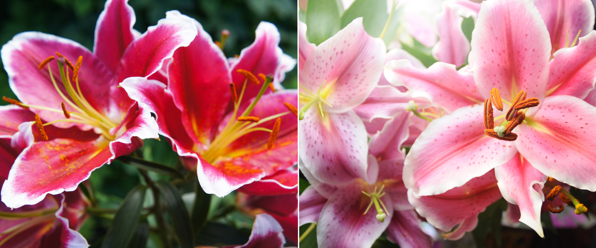 Lily - Pink Lily - Pink