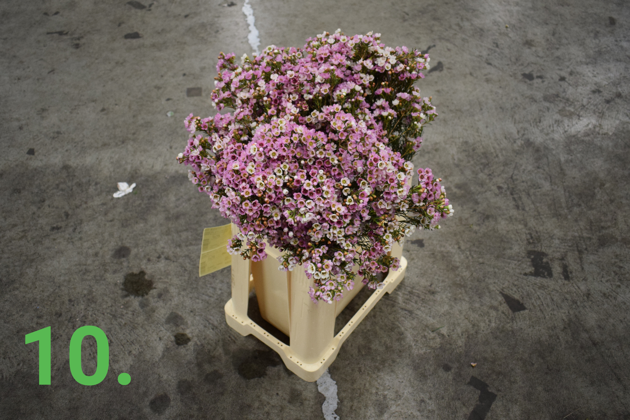 Brassica Plant