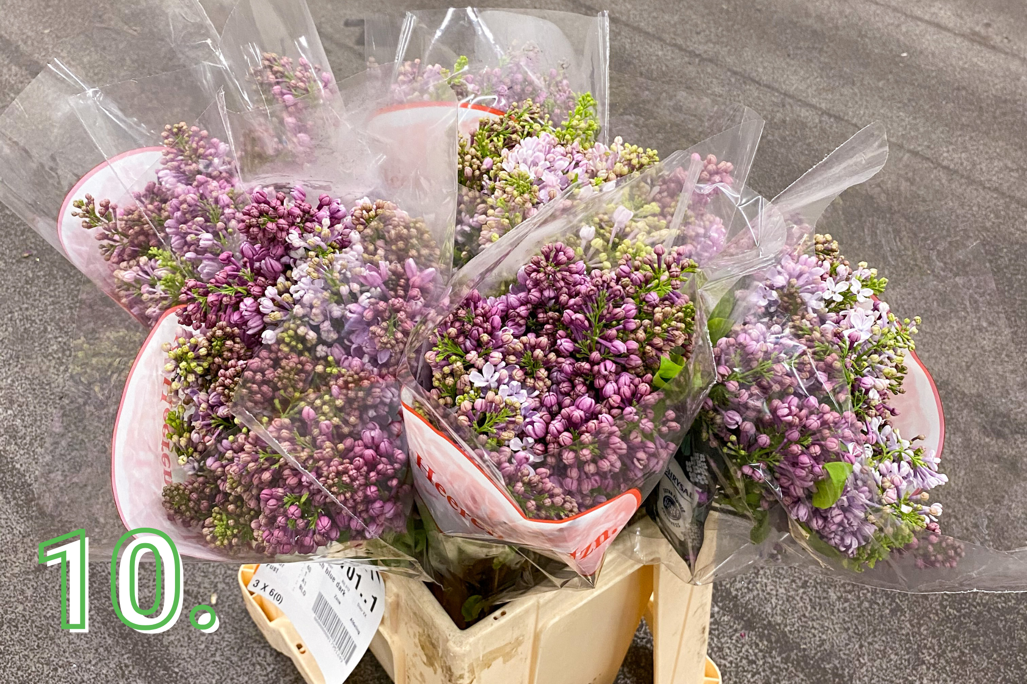 Syringa (Lilac)