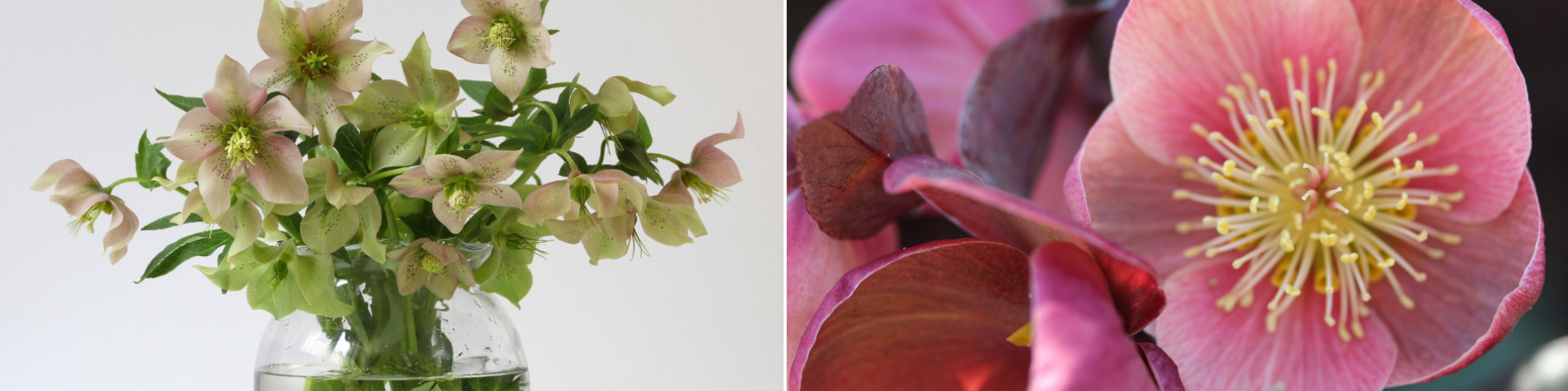 Helleborus Helleborus
