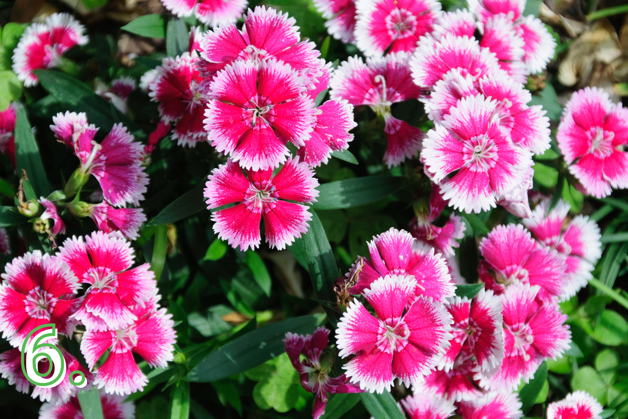 Dianthus Tros