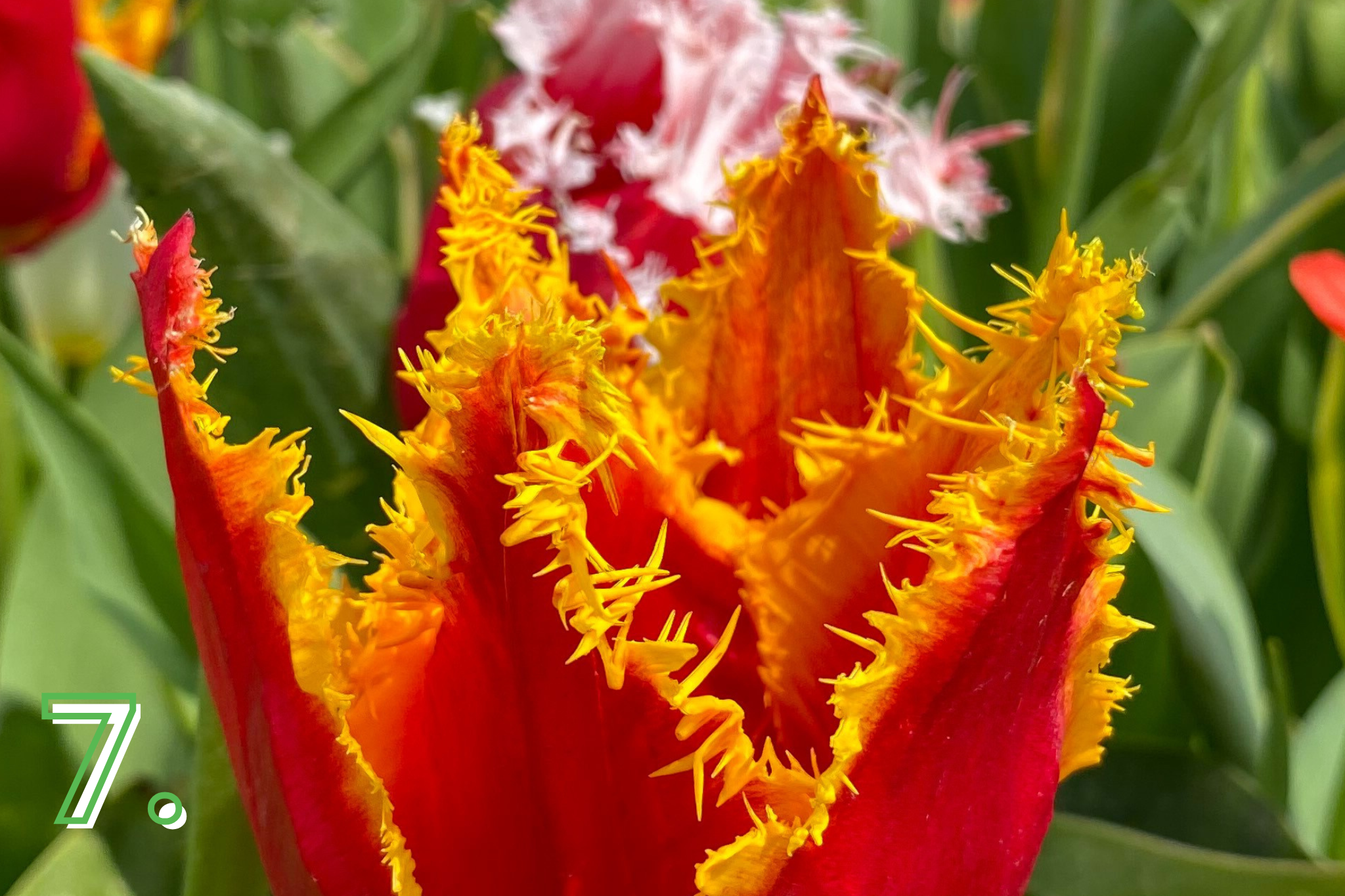 Fringed Tulips