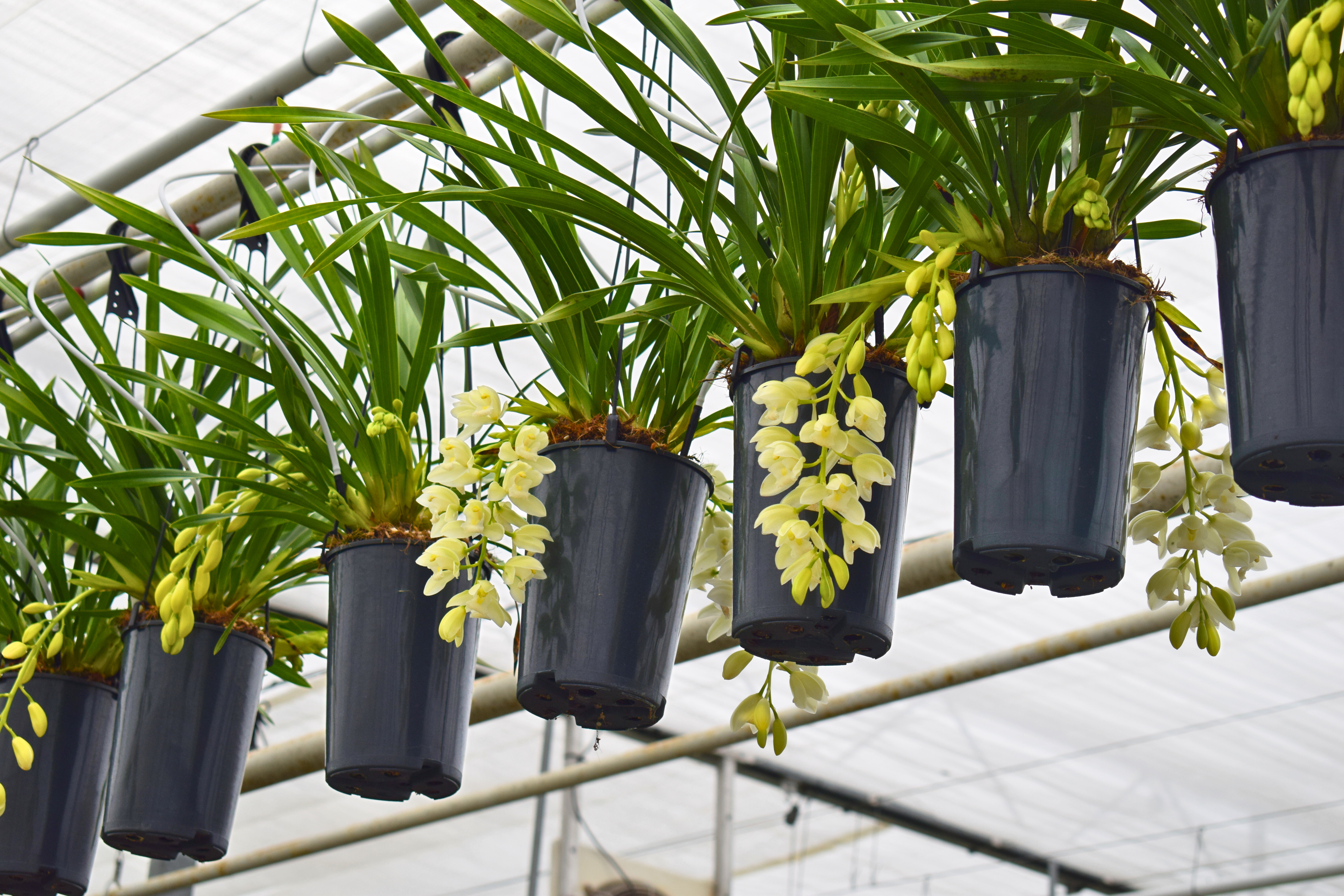 cymbidium cymbidium
