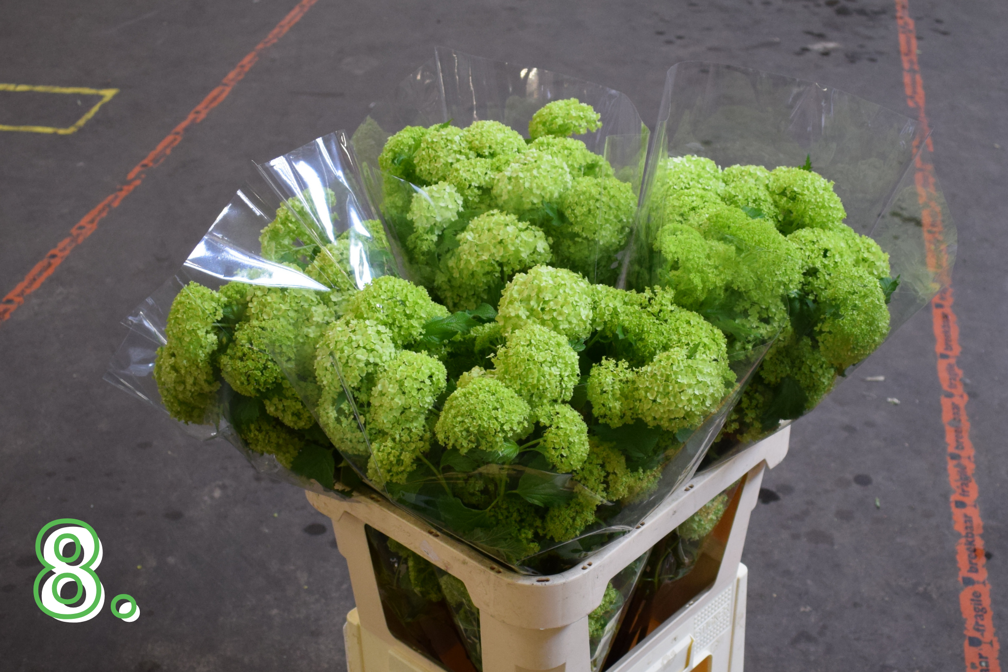 Viburnum (Snowball)