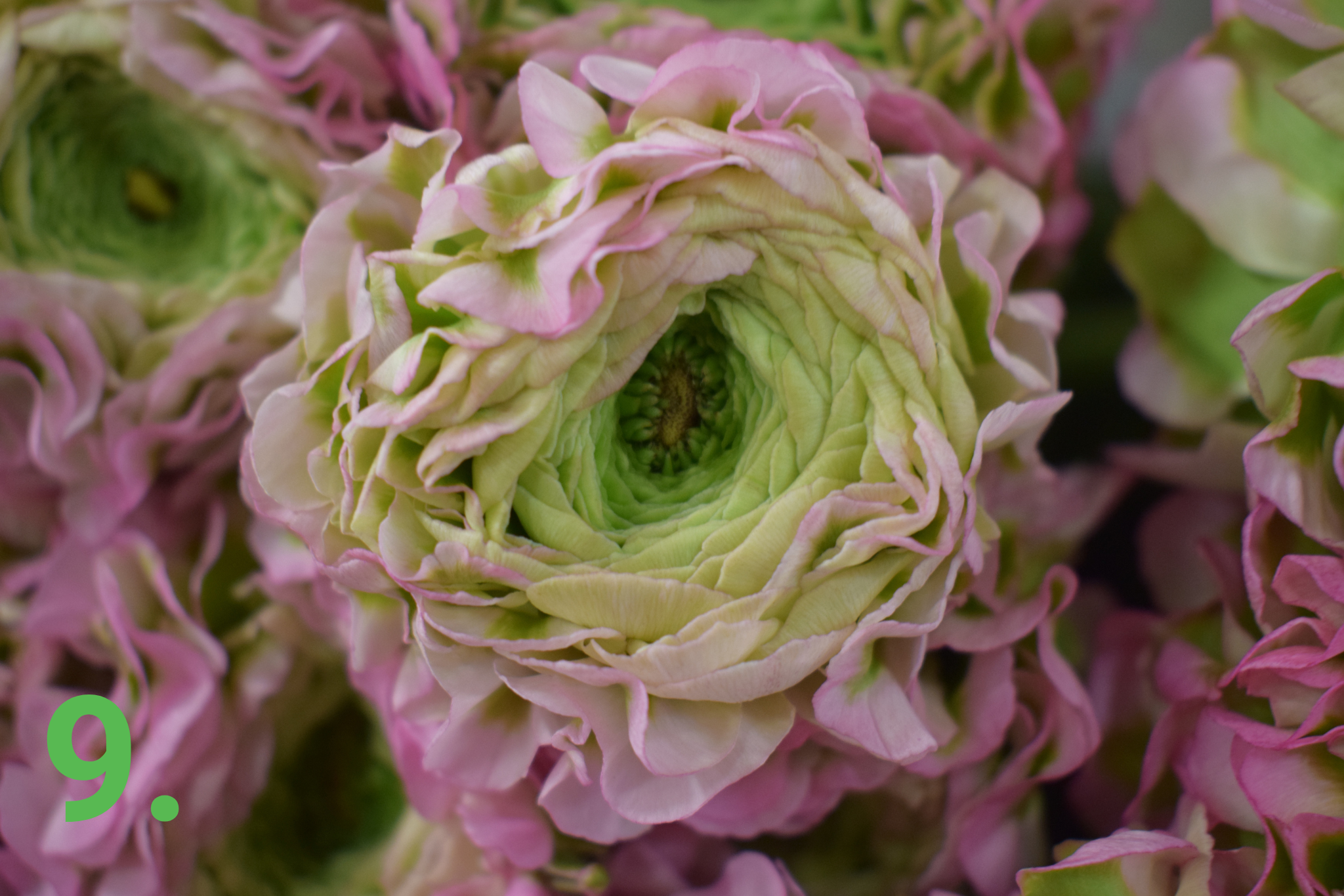 Helleborus Plant