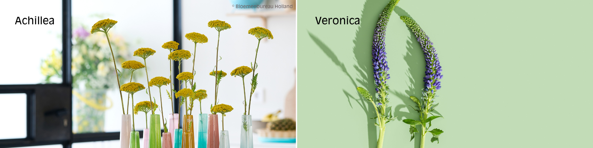 Achillea - Veronica Achillea - Veronica