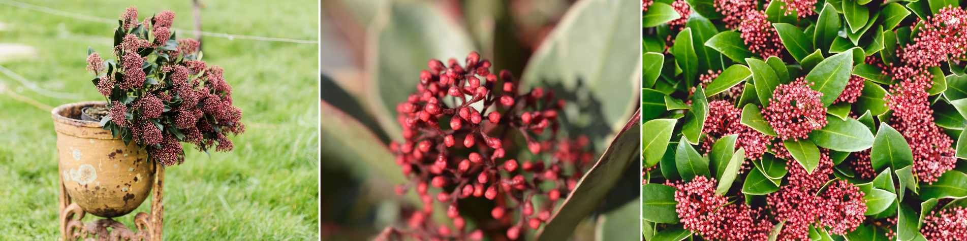 Skimmia Skimmia