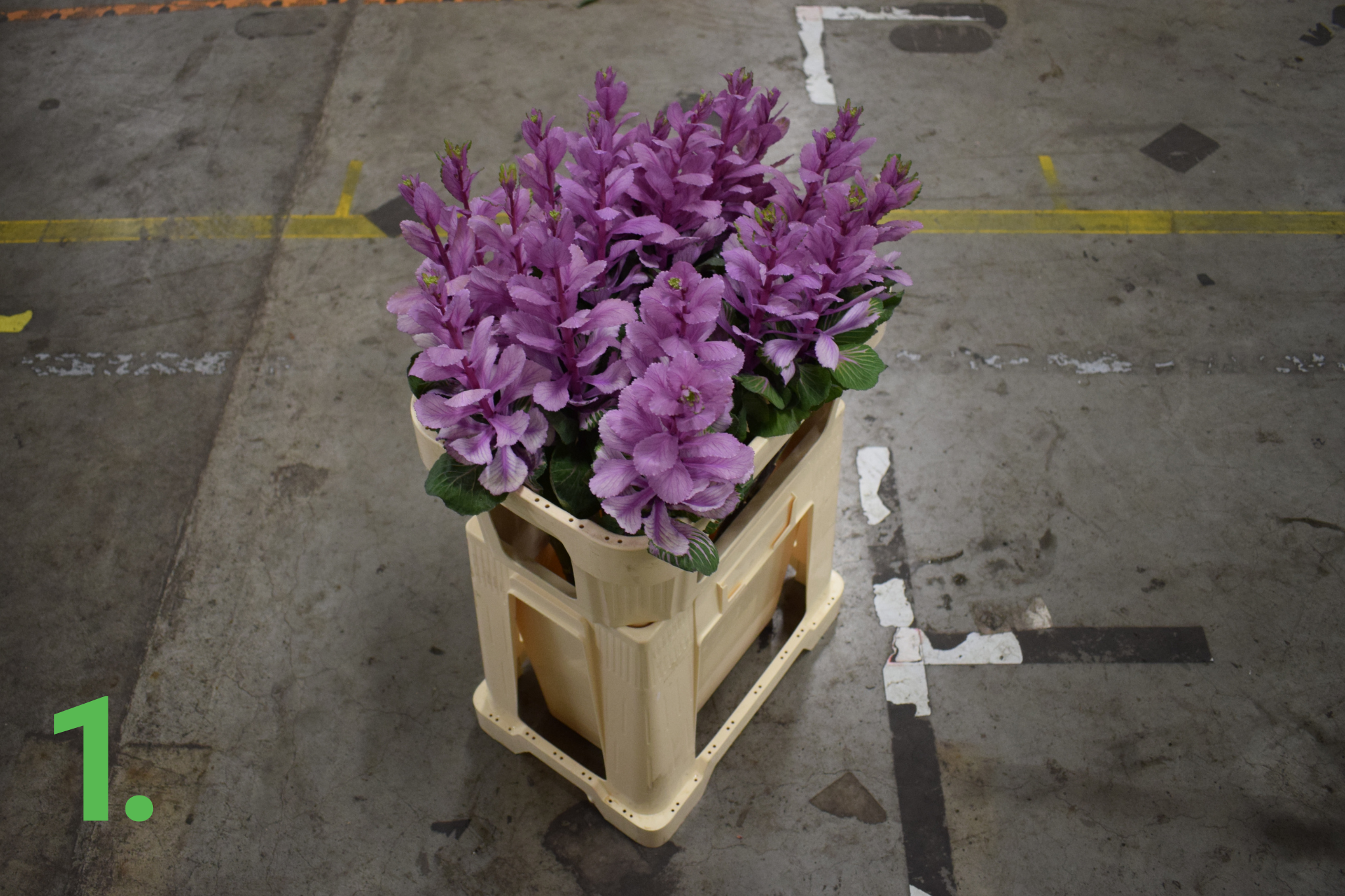 Brassica Plant