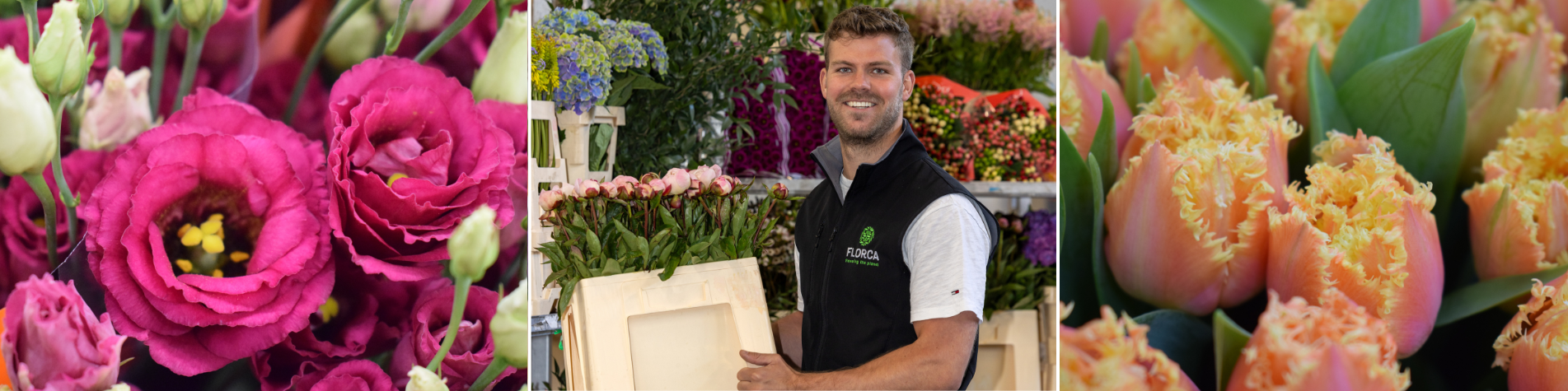 Dutch Flower company Dutch Flower company
