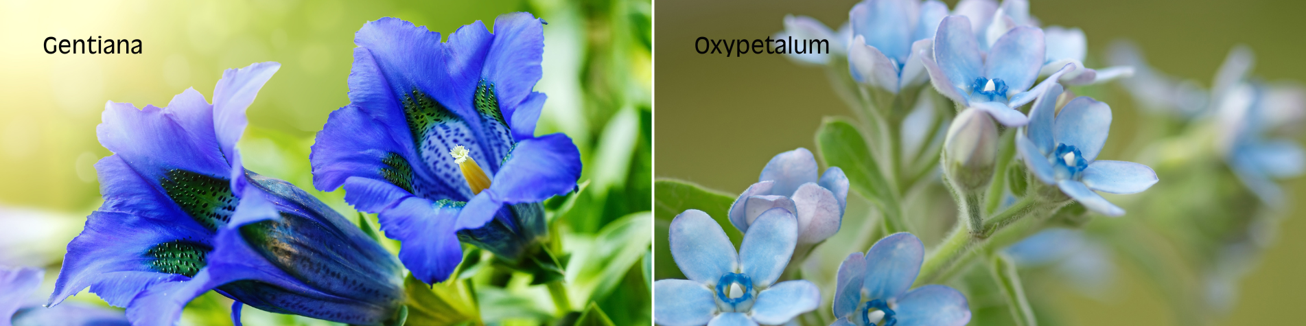 Gentiana - Oxypetalum Gentiana - Oxypetalum