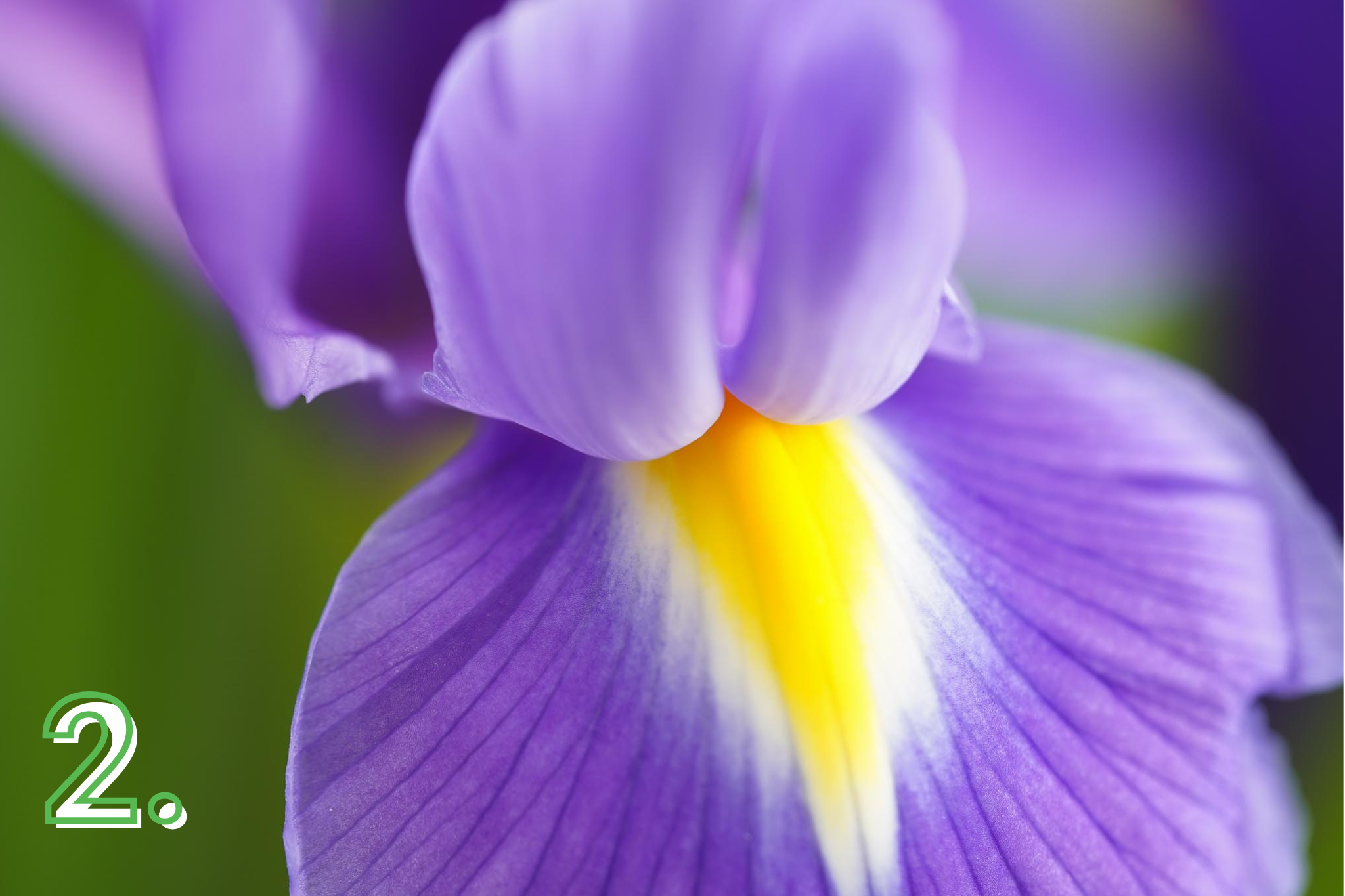 Iris