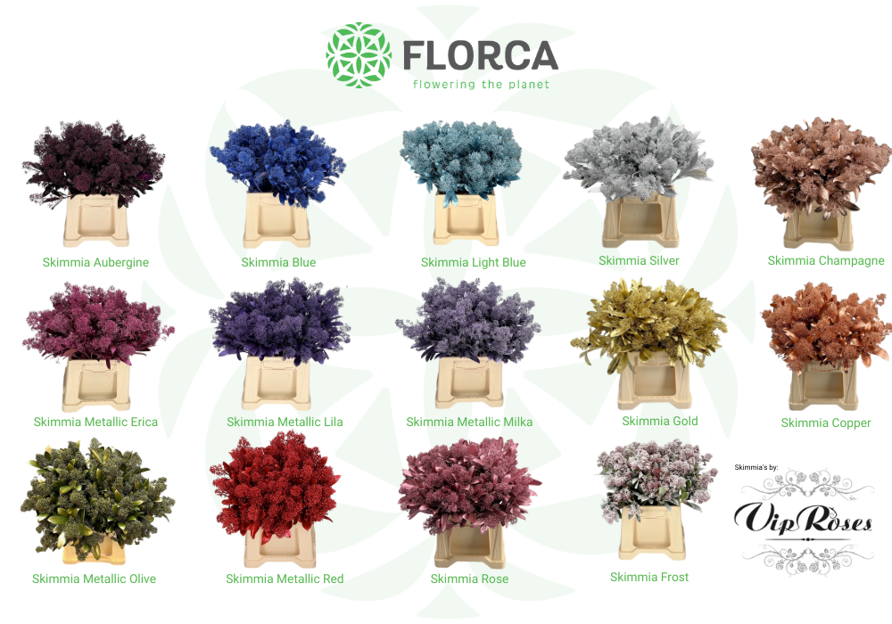 Viproses dyed Skimmia Viproses dyed Skimmia