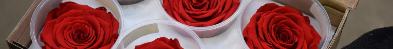 Preserved roses Preserved roses