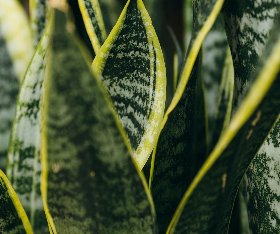 Sanseveria Sanseveria