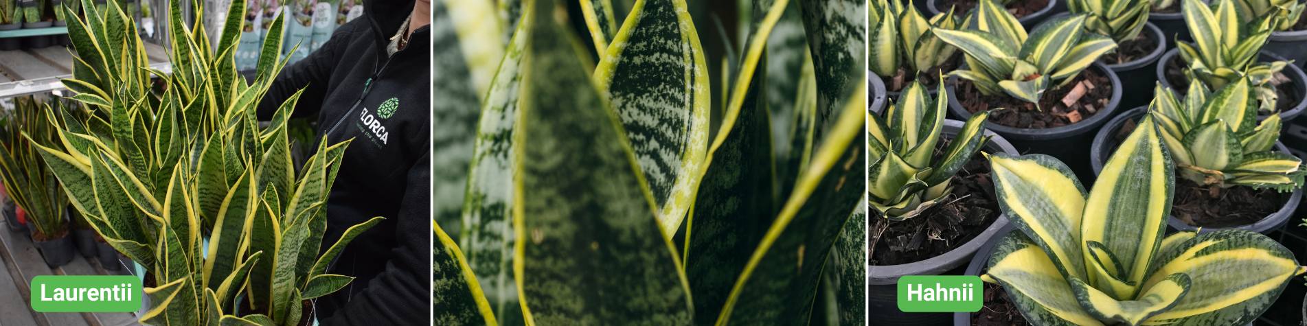 Sanseveria Sanseveria